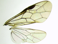 Epria sexpunctata